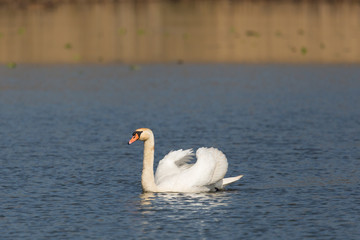 Side view portrait of natural mating mute swan (Cygnus olor)