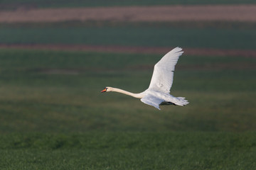 one mute swan (Cygnus olor) during flight with natural green background