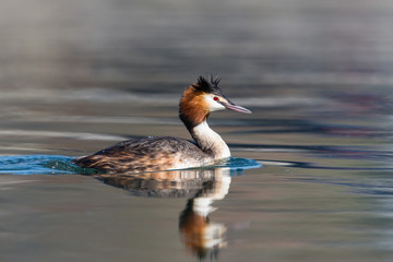 Side view of swimming great crested grebe (podiceps cristatus) with reflection