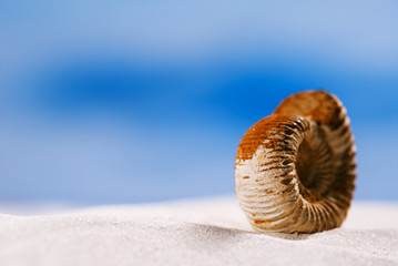 ammonite nautilus shell  on white beach  sand