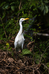 white egret bird