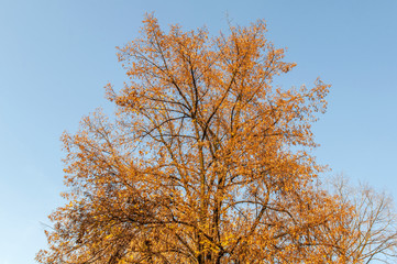 Autumn tree on a sunny day, nature background