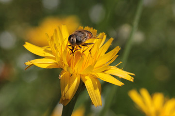 This isn't a bee