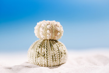 urchin shell starfish with ocean, on white sand beach
