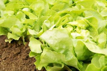 salad, Salat, Kopfsalat, aus dem eigenen Garten, Textraum, copy space