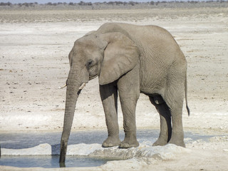 African bush elephant