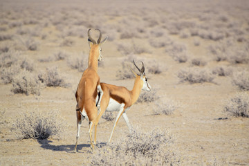 copulating springboks in Namibia