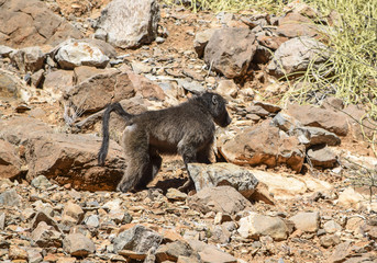 baboon in Namibia