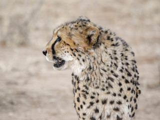 Cheetah in Namibia