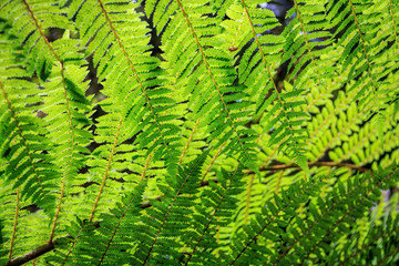 New Zealand green fern background - pacific symbol