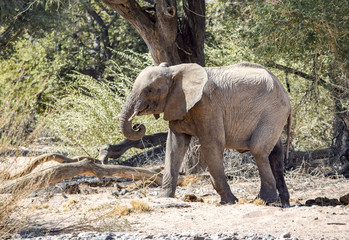 African bush elephant