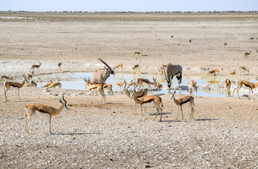 Fototapeta na wymiar various antelopes on a waterhole in Namibia
