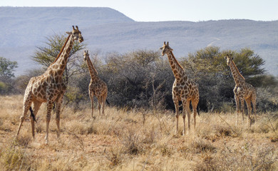giraffes in Namibia