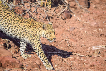 Leopard in Namibia