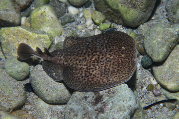 Marbled electric ray