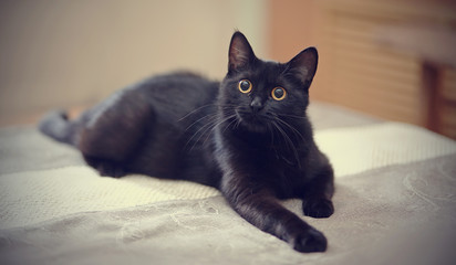 Un chat noir aux yeux jaunes se trouve sur un canapé.