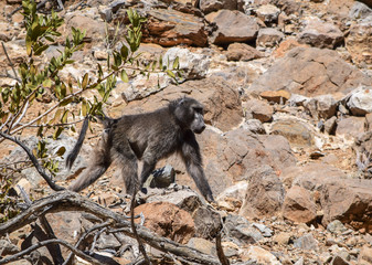baboon in Namibia