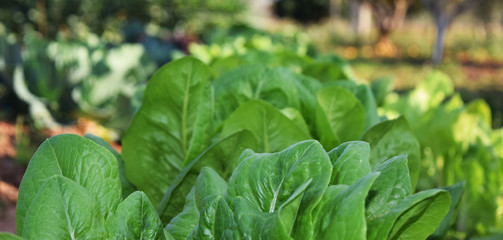 Harvest lettuce
