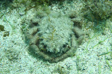 European spider crab