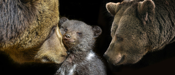 brown bear - Ursus arctos