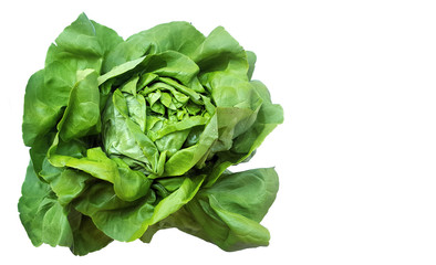 Fresh salad lettuce