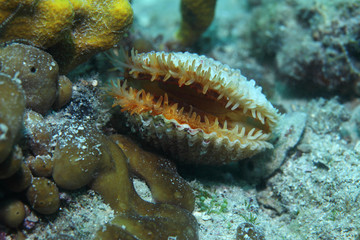 European prickly cockle clam