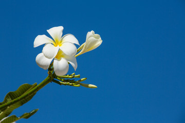 Fototapeta premium Frangipani flowers in blue sky