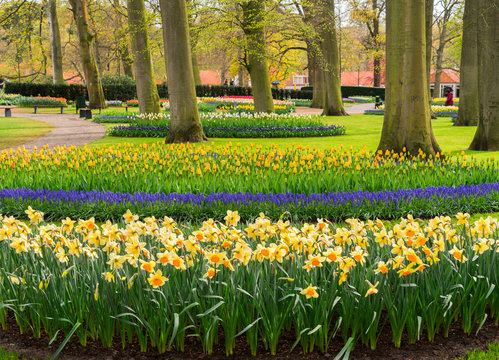 Colourful daffodils, bluebells and tulips flowers flowerbeds in an Spring Formal Garden