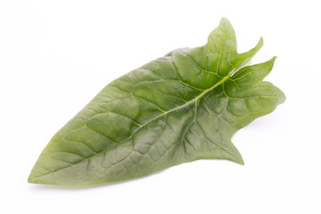Obraz premium Fresh leaves of spinach on the white background.