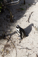 African penguin from Simon's town conservancy area, South Africa