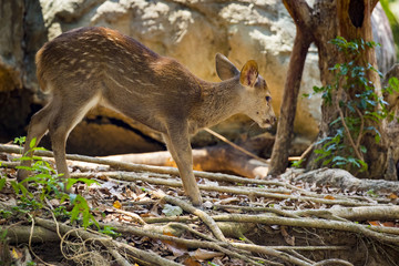 Image of a deer on nature background. wild animals.