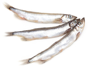 capelin on a white background