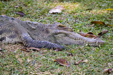 Image of a crocodile on the grass. Reptile Animals.