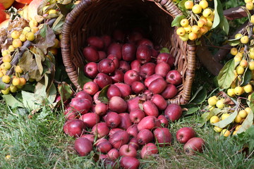 Apfelkorb