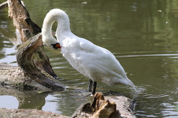 Fototapeta premium Schwan