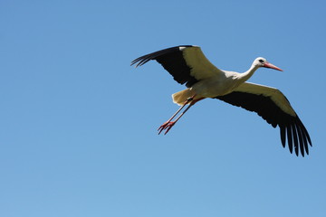 Storch