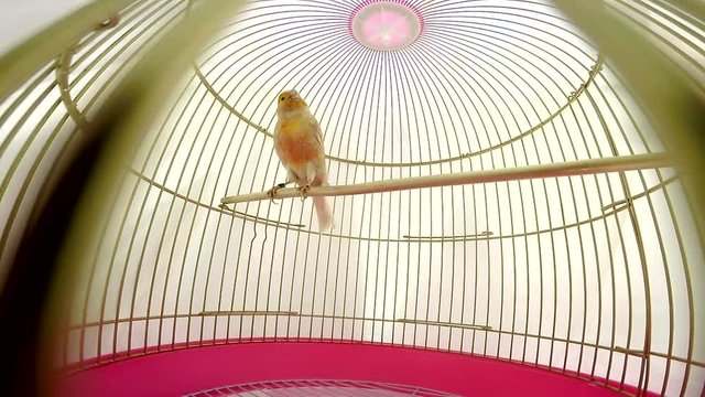 singing canary in a cage isolated on a white screen. soud