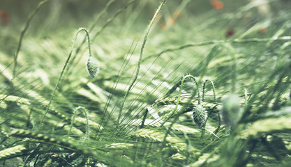 Close up view poppies flowers and green cones wheat on background nature field. Summer landscape blurred backdrop. Sun flare and blue sky outside, lifestyle holiday concept
