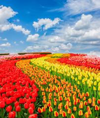 Obraz premium Rzędy czerwone, pomarańczowe i żółte tulipanowe paski kwiatów pod błękitne niebo, Holandia