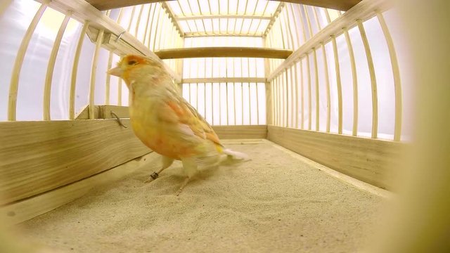 singing canary in a cage isolated on a white screen. soud