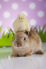 Happy Easter animal,bunny and Chick