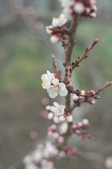 Flowering plum