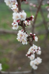 Flowering plum