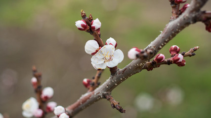Flowering plum