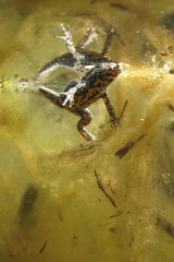 Fire-bellied Toad (Bombina bombina) under water in the pond.