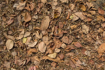 brown leave on the ground