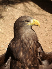 eagle head