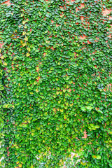 Ivy full on wall