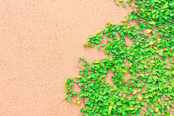 Ivy on wall pink