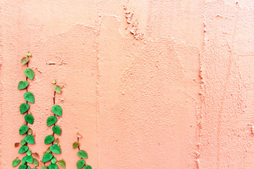 Ivy on wall pink